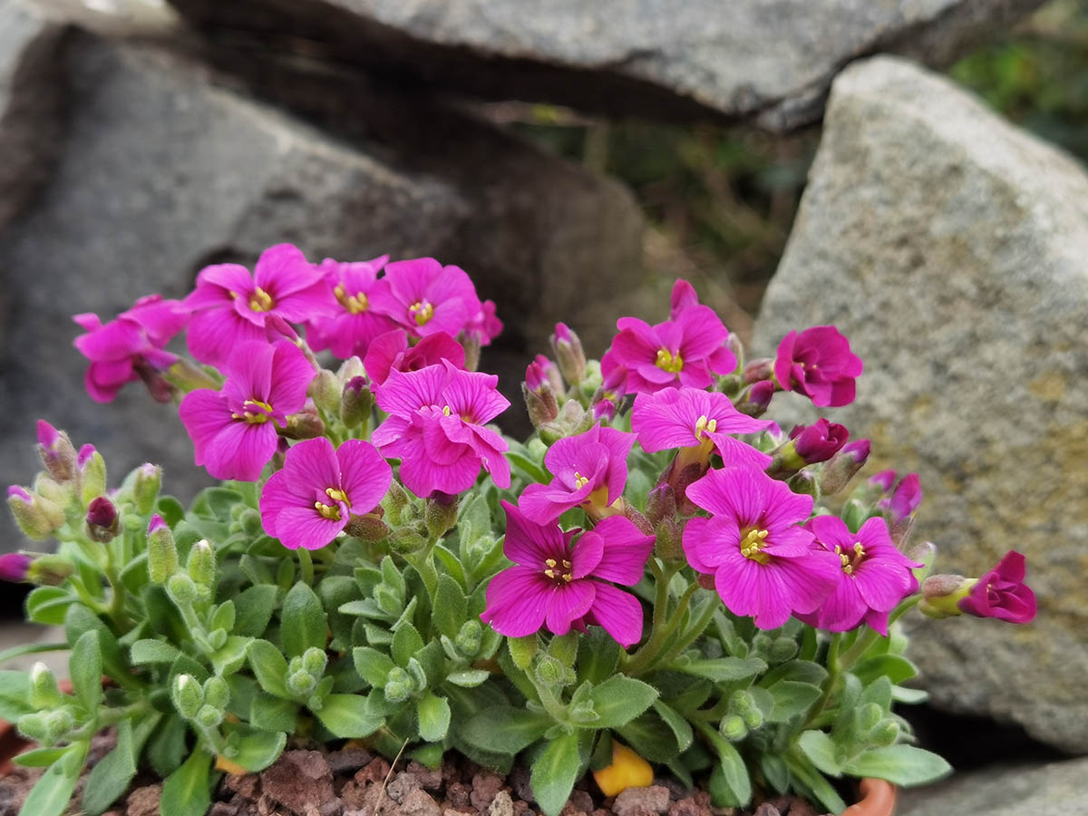 Aubrieta x cultorum 'Kitte rose red'